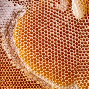 Honeycomb Wax